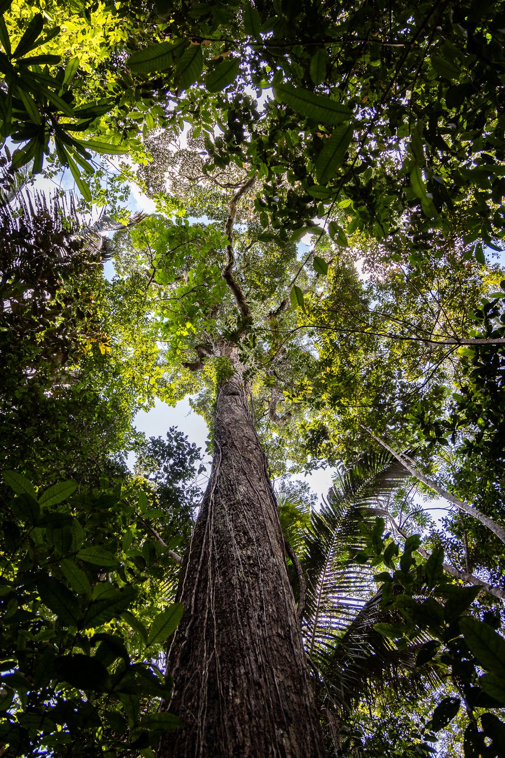 Bosques primarios