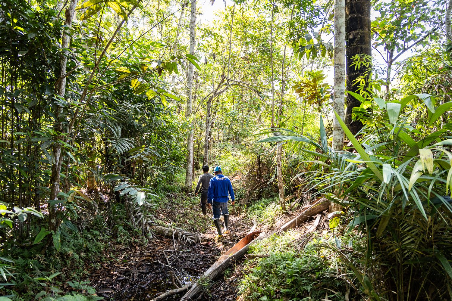 Bosques de regeneración