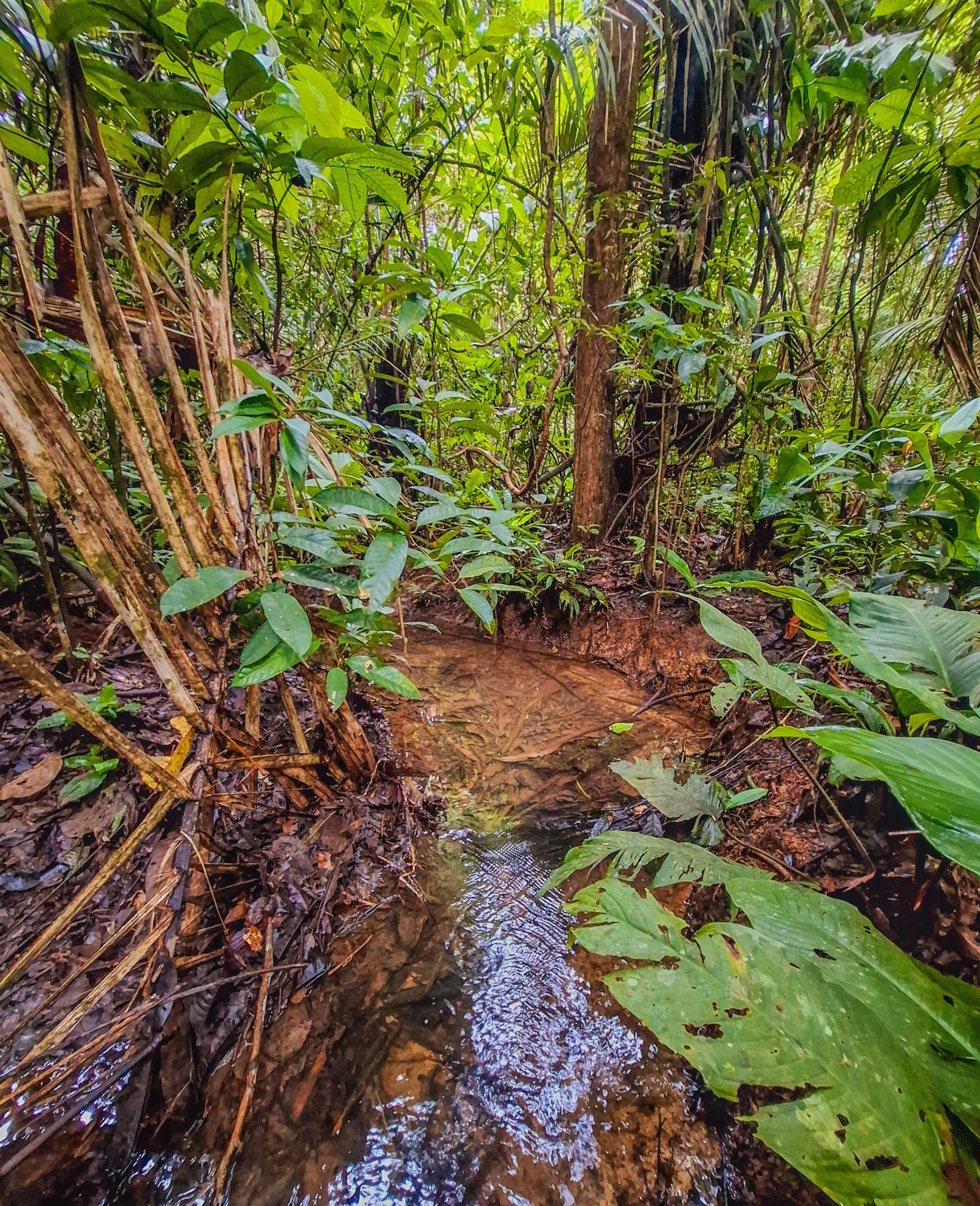Bosques de igapó