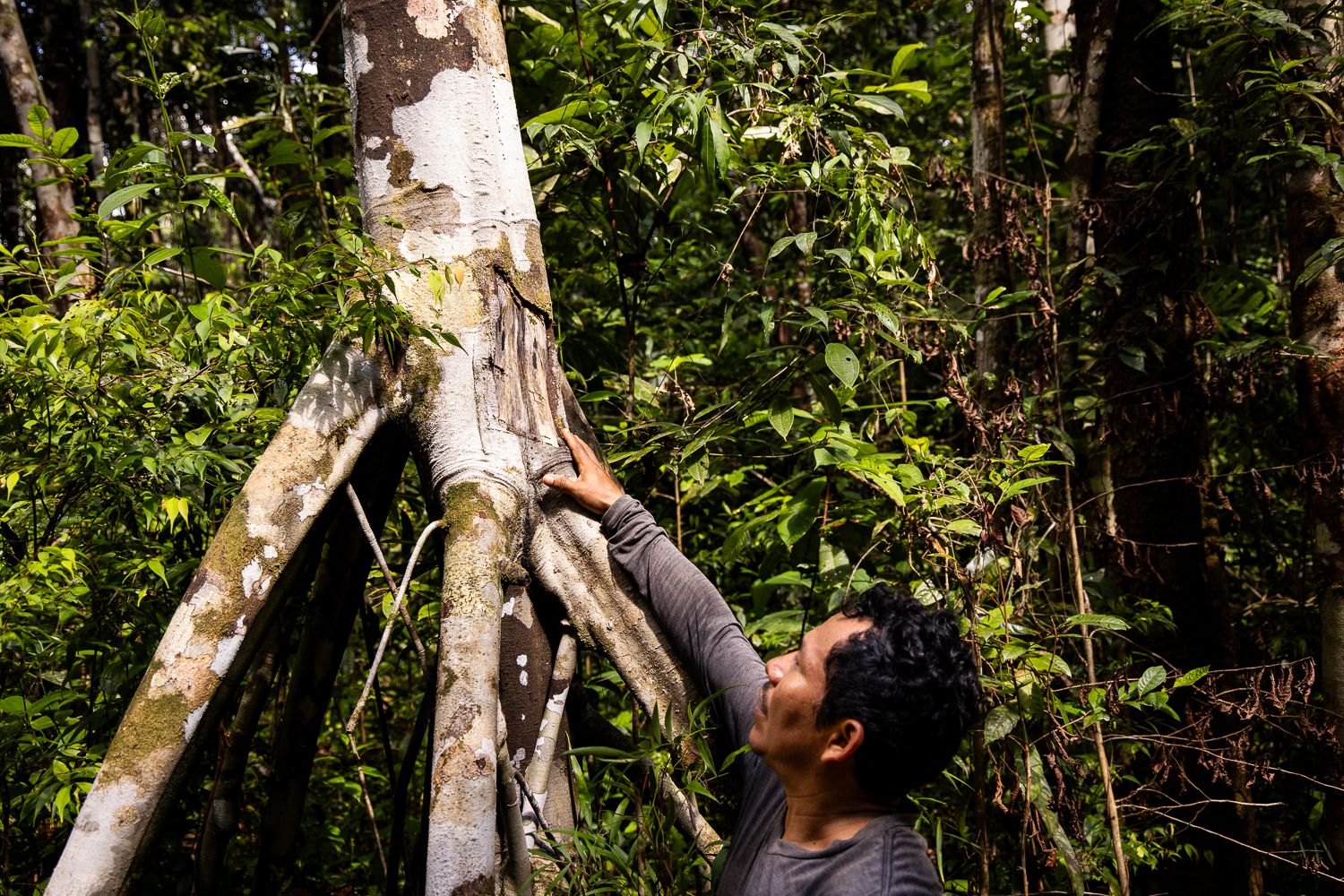Bosques de varillal