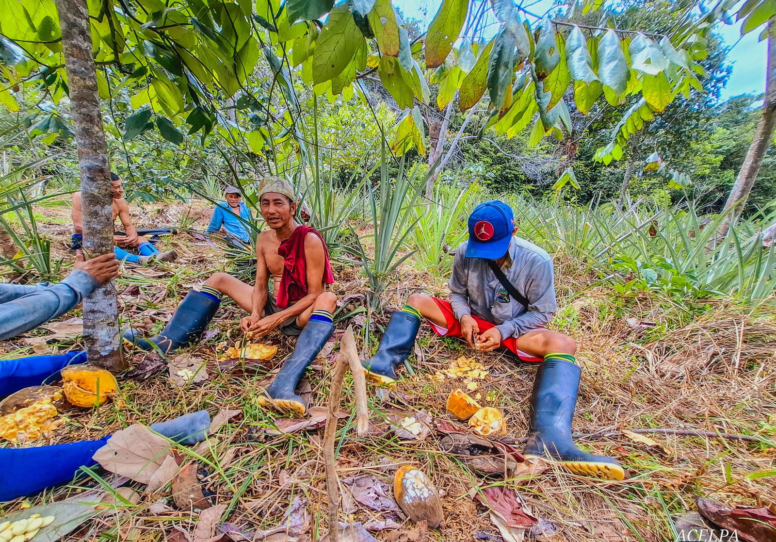 Imagen de Producción agrícola orgánica y biodinamica