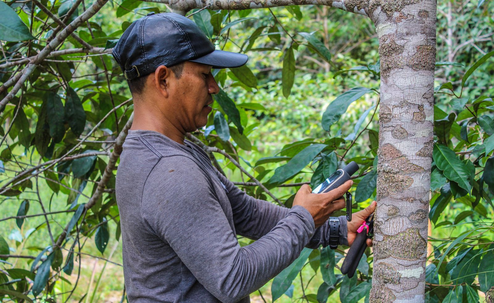 Imagen de Reforestación